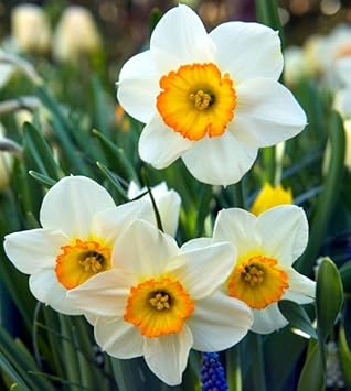 Daffodil (Daffodil Narcissus) seeds for planting in home garden