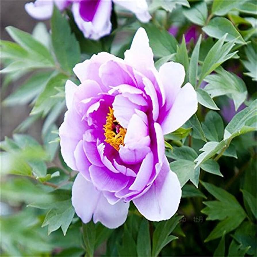 Giant Edible Sunflower Seeds for Nutritious, Large Sunflowers