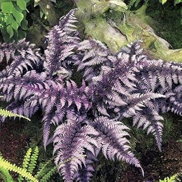 Purple Astilbe Perennial Flower Seeds for Planting Pollinator Friendly Heirloom & GMO Free Seeds for Home Garden
 
 Sale for planting in home garden