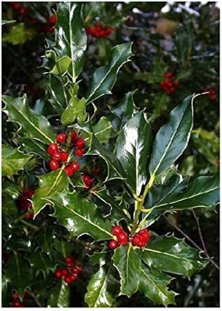 ILEX Aquifolium Holly Ilex aquifolium Seeds for planting in flower bed