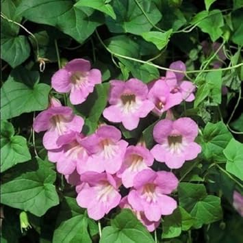 Lavender Creeping Gloxinia Flower seeds for Planting - Vibrant Colors, Heirloom & GMO Free Seeds for Home Garden
 
 Sale for planting in home garden.
