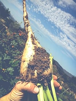 Planting Cantaloupe Fruit Seeds: Grow Nutritious Yellow Melons For Abundant Harvests Seeds