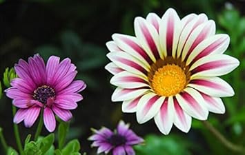 Violet Daisy Flower seeds for Planting - Sun Loving, Heirloom & GMO Free Seeds for Home Garden
 
 Sale for planting in home garden.