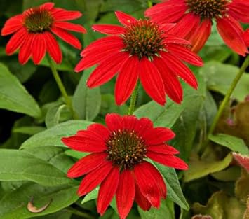 Red SunFlower seeds for Planting - Vibrant Colors, Heirloom & GMO Free Seeds for Home Garden
 
 Sale seeds for planting in home garden