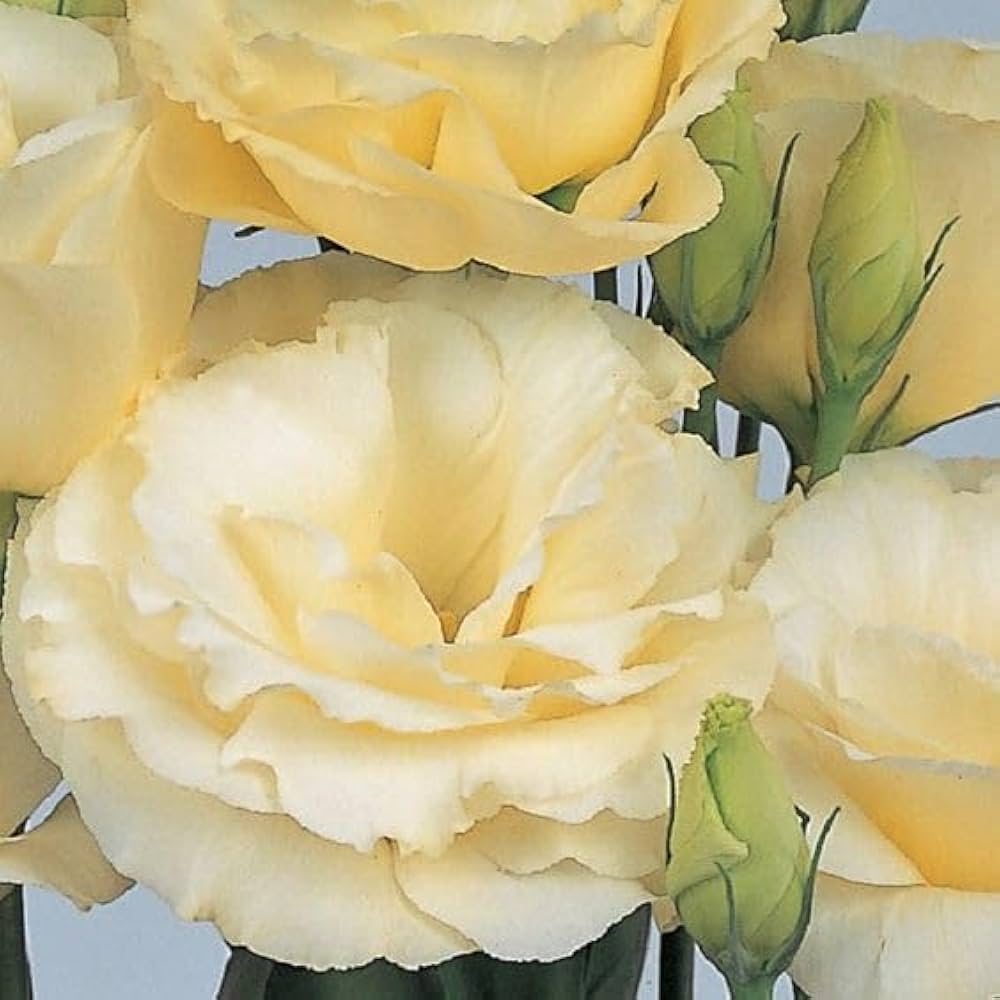 Yellow Lisianthus flower seeds for elegant garden blooms