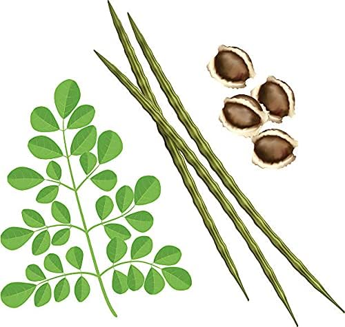 Moringa Seeds Organic Large Size Pkm1 Variety Malunggay Shobhanjana Miracle Tree Drumstick Best