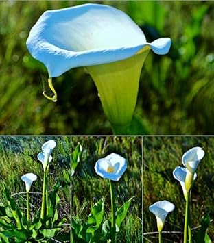 Sky Blue Calla Flower seeds for Planting - Shade Tolerant, Heirloom & GMO Free Seeds for Home Garden
 
 Sale seeds for planting in home garden