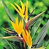 Strelitzia Reginae Planting Flower Seeds For Exotic Blooms