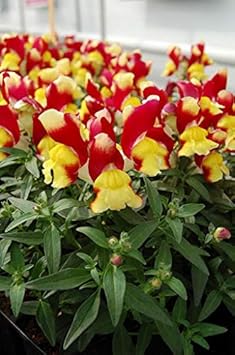 Yellow Anthurium for Planting Compact Growth Heirloom & GMO Free Seeds for Home Garden
 
 Sale for planting in home garden