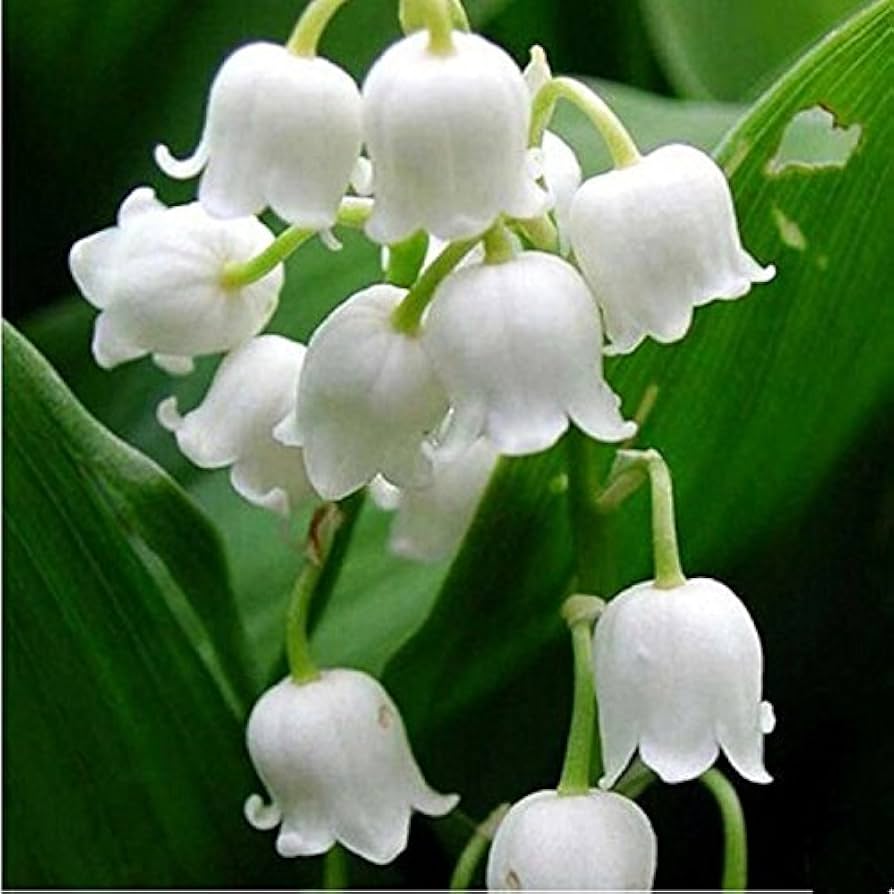 White Windbell Orchid Flower seeds for Planting - Garden Favorite, Heirloom & GMO Free Seeds for Home Garden
 
 Sale seeds for home garden