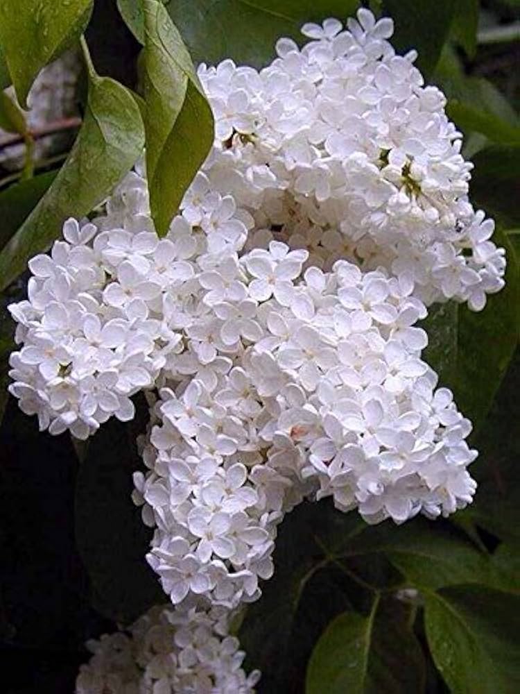 Japanese Lilac Syringa reticulata for planting in scent garden