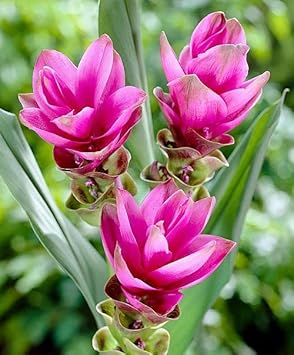 Curcuma Flower seeds for Planting - Perfect for Borders, Heirloom & GMO Free Seeds for Home Garden
 
 Sale seeds for home garden
