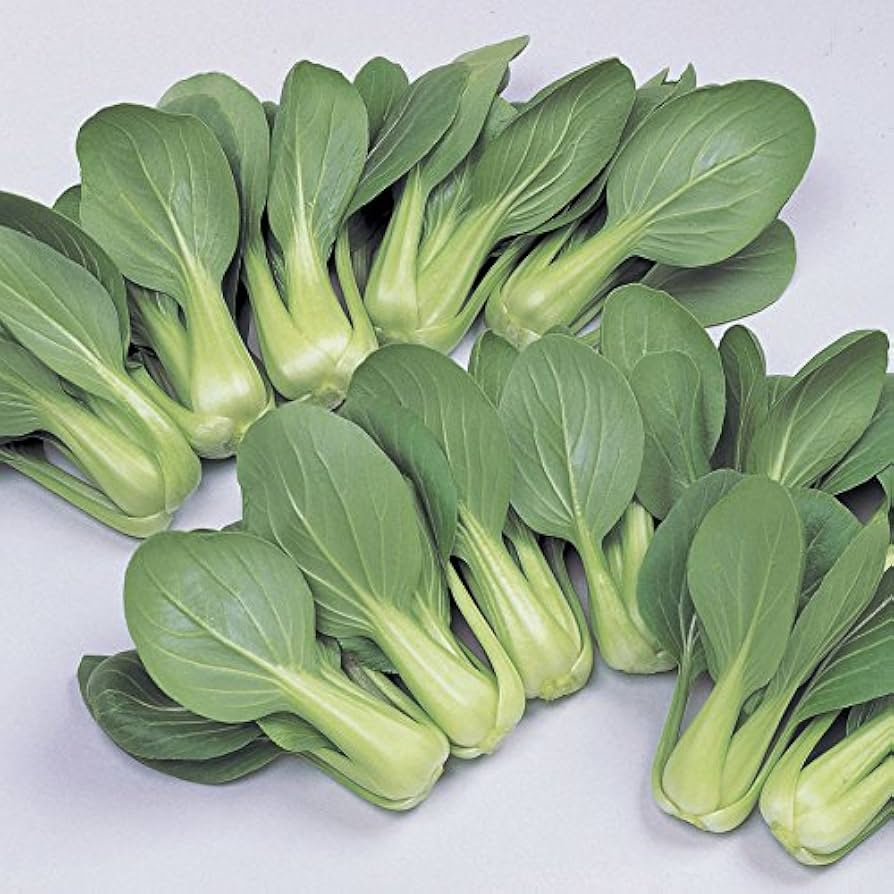 Joi Choi Brassica rapa for planting in vegetable patch