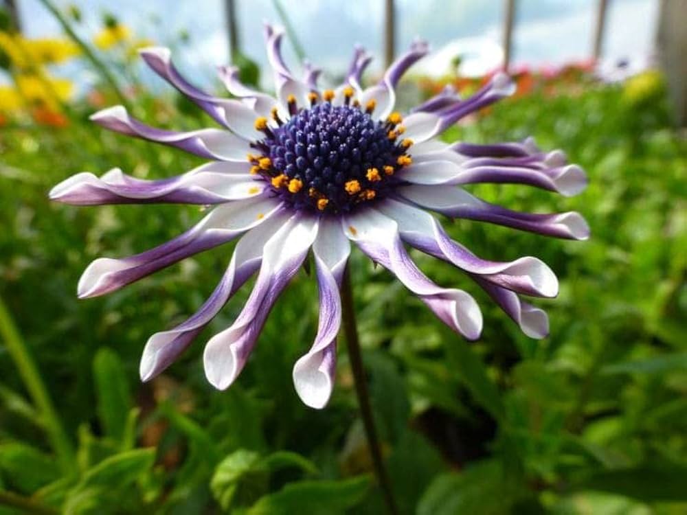 Osteospermum Flower Seeds Dimorphotheca ecklonis for planting in flower bed