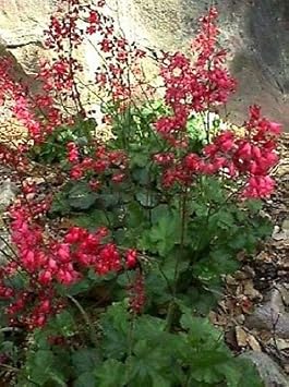 Bressingham Flower seeds for Planting - Hardy Variety, Heirloom & GMO Free Seeds for Home Garden
 
 Sale for planting in home garden.