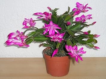 Light Orange Strongylodon Macrobotrys Seeds for Planting Sun Loving Heirloom & GMO Free Seeds for Home Garden
 
 Sale for planting in home garden