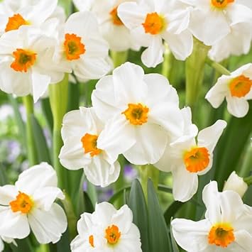 Yellow Orange Hibiscus Flower Seeds – Easy to Grow Heirloom & NonGMO Seeds for Home Garden
 
 Sale for planting in home garden