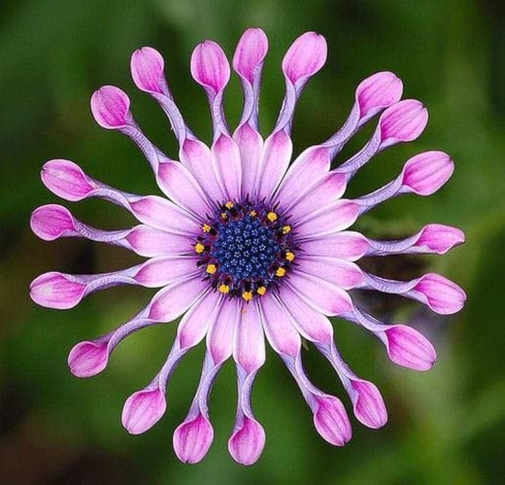 Purple Osteospermum Dimorphotheca for planting in flower bed