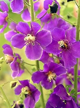 Purple Mullein Flower seeds for Planting - Pollinator Friendly, Heirloom & GMO Free Seeds for Home Garden
 
 Sale seeds for home garden