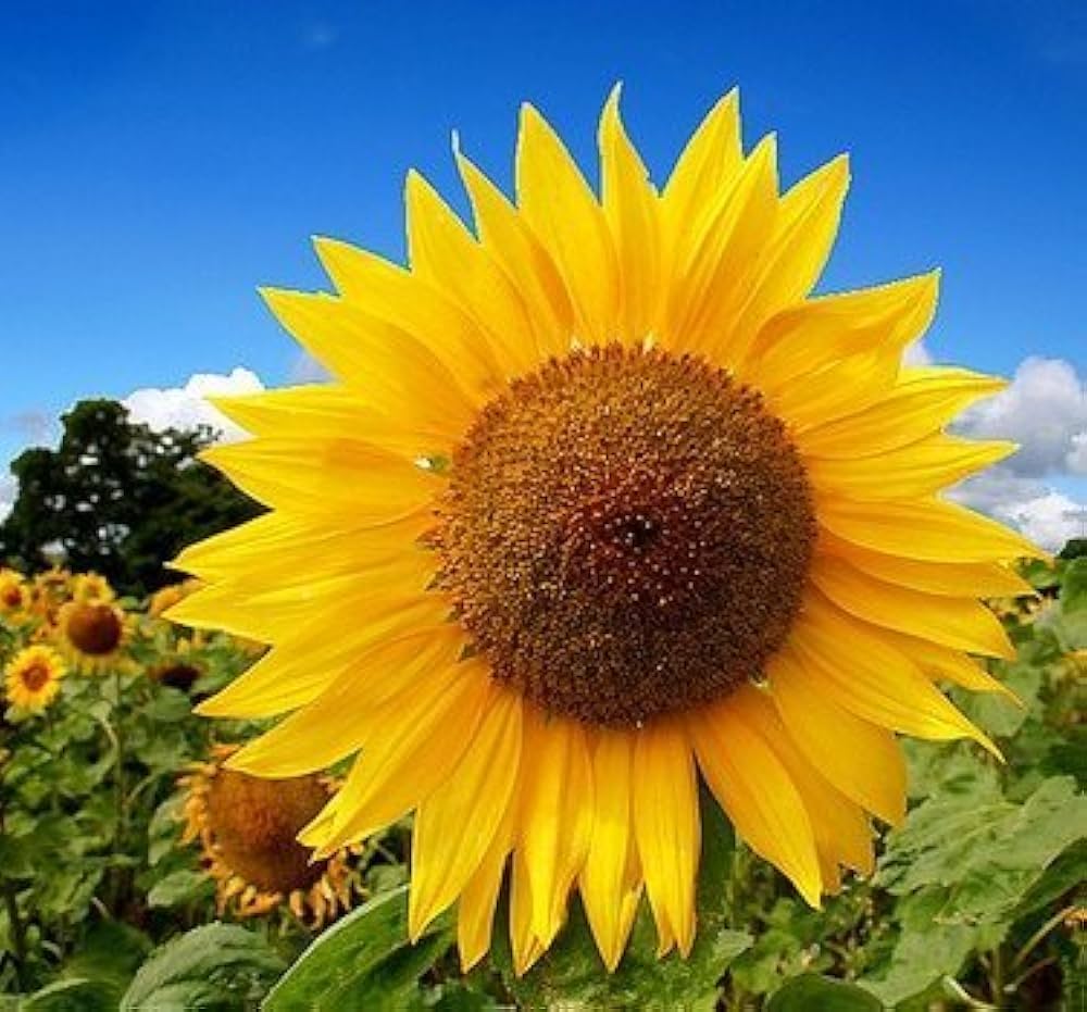 Mixed Giant Sunflower Helianthus Annuus Seeds for planting in fence line