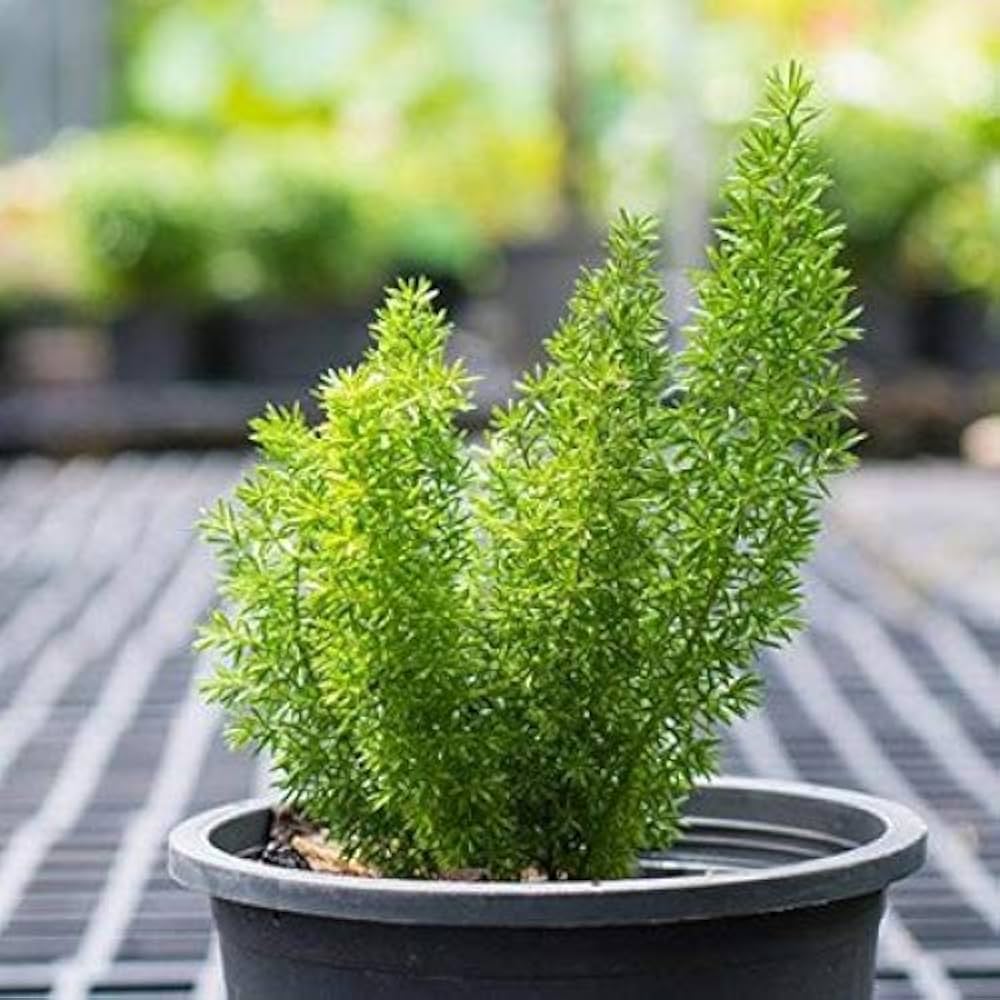 Foxtail Fern Asparagus densiflorus for planting in home garden.