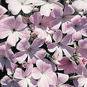 Agrostemma Githago Pink seeds for bright pink garden blooms