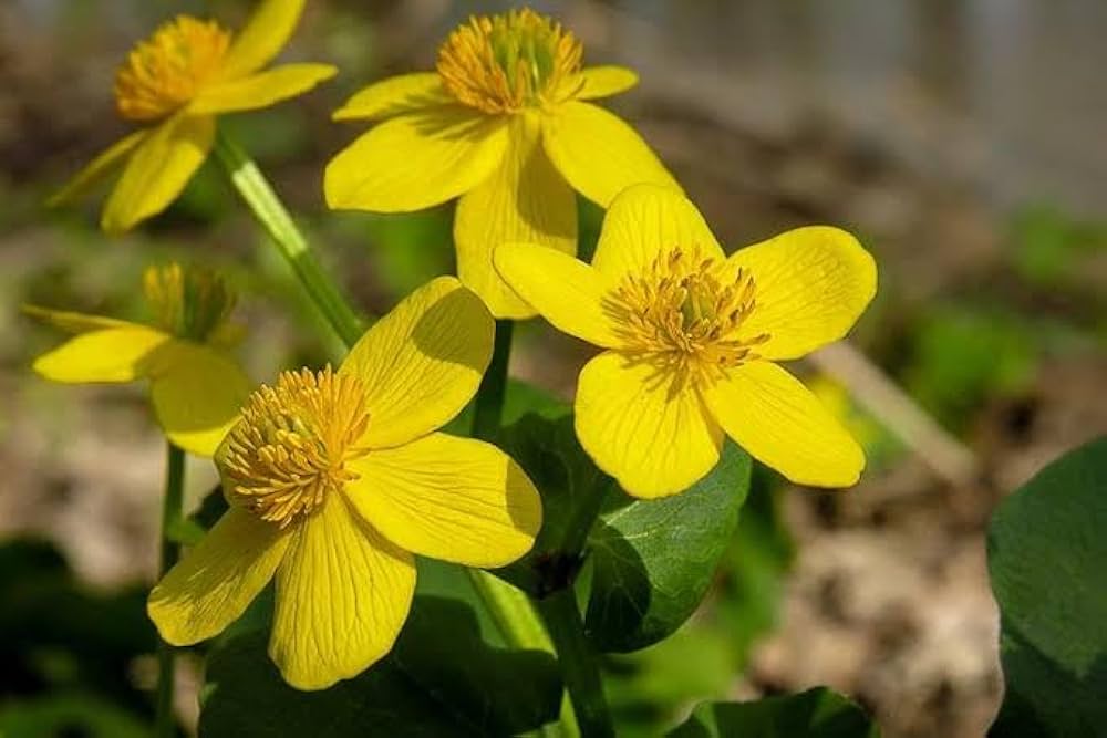 Marsh Marigold Caltha palustris for planting near pond