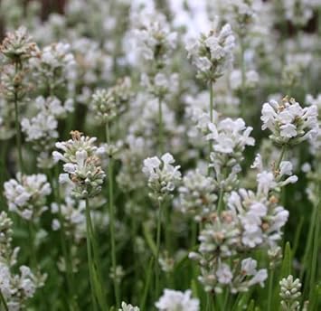 Green Clematis Flower Seeds for Garden Colorful Display Heirloom & GMO Free Seeds for Home Garden
 
 Sale for planting in home garden