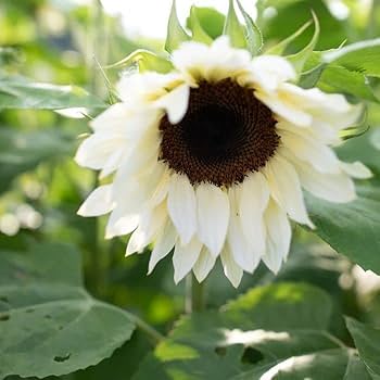 Sunflower Flower Seeds Cream Planting Sunny Blooms