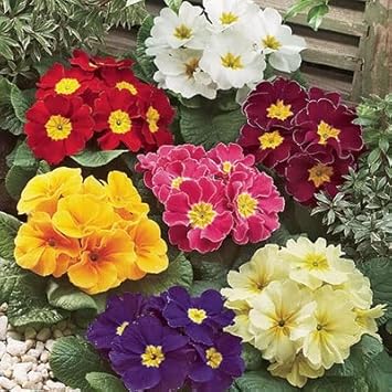 Mixed Primula Malacoides Flower seeds for Planting - Compact Growth, Heirloom & GMO Free Seeds for Home Garden
 
 Sale for planting in home garden
