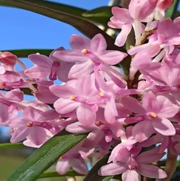 Baby Pink Orchid Flower seeds for Planting - Bright Blooms, Heirloom & GMO Free Seeds for Home Garden
 
 Sale seeds for home garden