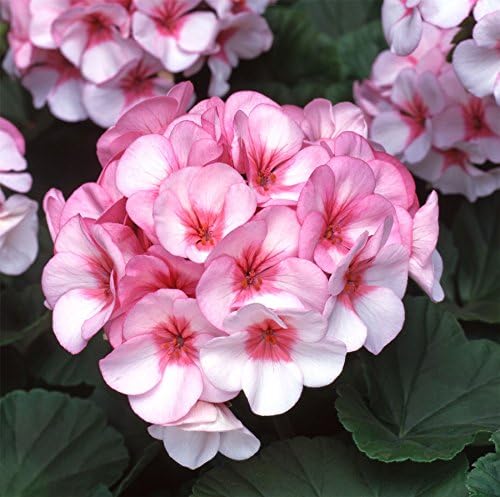 Univalve Geranium Flower Seeds For Planting Light Pink - Cultivate Beautiful Soft Geraniums With