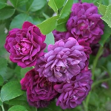Light Purple Climbing Rose Flower seeds for Planting - Premium Quality, Heirloom & GMO Free Seeds for Home Garden
 
 Sale for planting in home garden
