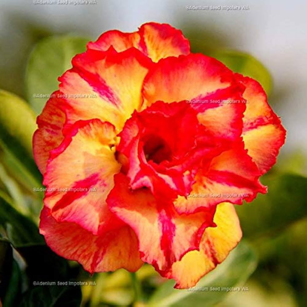 Orange Blossom Adenium Obesum Seeds for planting in indoor garden