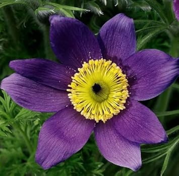 Violet Anemone Pulsatilla Flower seeds for Planting Sun Loving Heirloom & GMO Free Seeds For Home Garden 
 
 Sale for planting in home garden