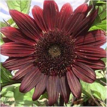 Chocolate Sunflower Flower seeds for Planting - Premium Quality, Heirloom & GMO Free Seeds for Home Garden
 
 Sale seeds for planting in home garden