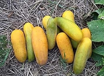 Yellow Green Cucumber Seeds For Easy Planting