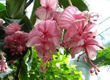 Pink Medinilla Flower seeds for Planting - Easy to Grow, Heirloom & GMO Free Seeds for Home Garden
 
 Sale for planting in home garden