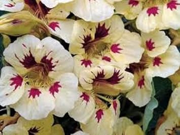 Cream Pink Nasturtium Flower seeds for Planting - Vibrant Colors, Heirloom & GMO Free Seeds for Home Garden
 
 Sale seeds for planting in home garden