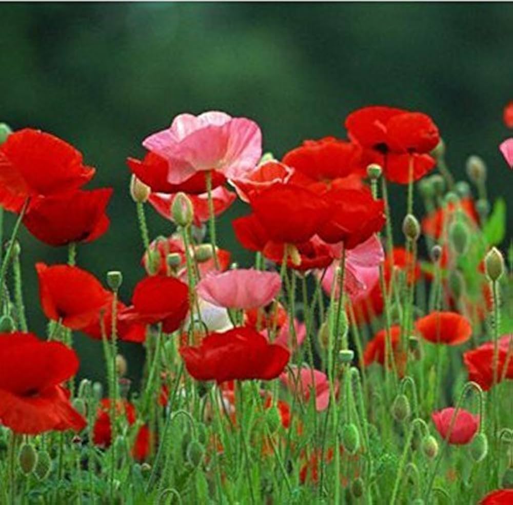 Red Poppy Papaver rhoeas flower seeds for planting