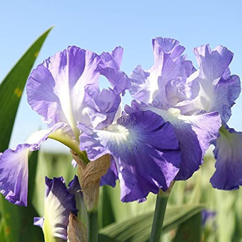 Iris Perennial Iris spp. for planting in ornamental garden