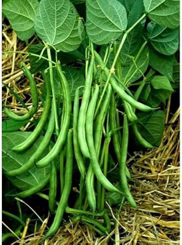 Pole Bean Phaseolus vulgaris for planting in vegetable patch
