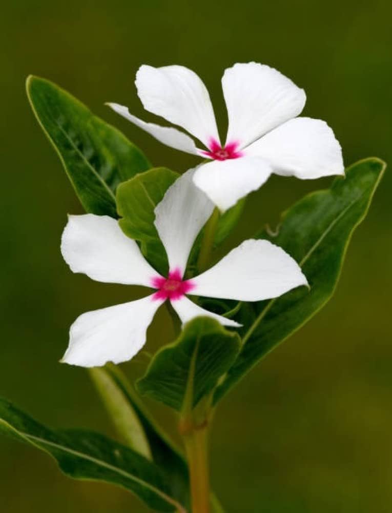 Nana Vinca Little Bright Eyes for garden