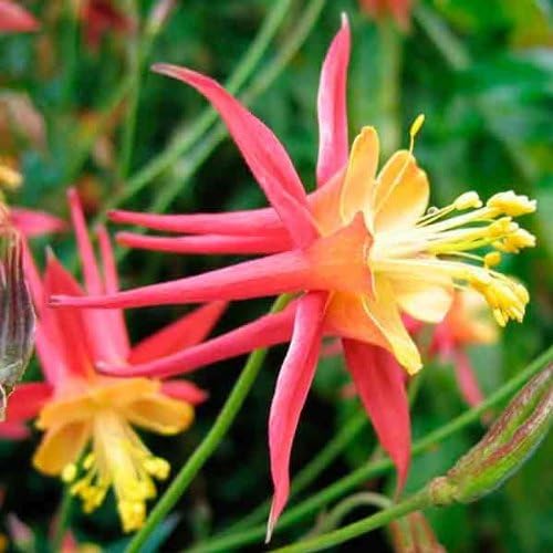 Tequila Sunrise Columbine Aquilegia spp for planting in garden