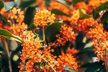 Pale Green Amaryllis Flower Seeds for Planting Premium Quality Heirloom & GMO Free Seeds for Home Garden
 
 Sale for planting in home garden