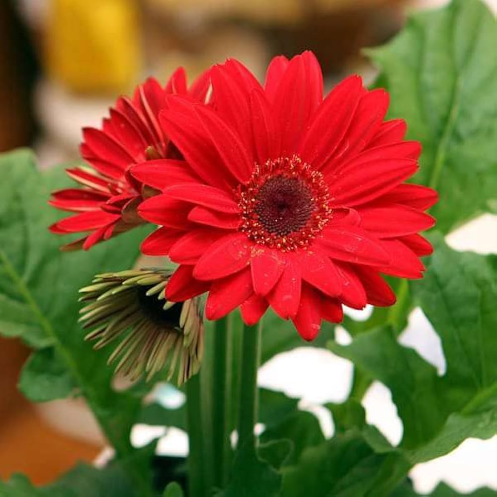 Gerbera Gerbera Jamesonii Seeds for planting in flower bed
