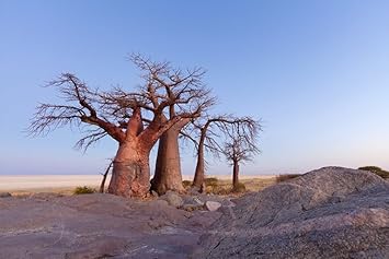 Baobab Adansonia Digitata Tree Seeds For Planting Majestic Growth Plant Seeds