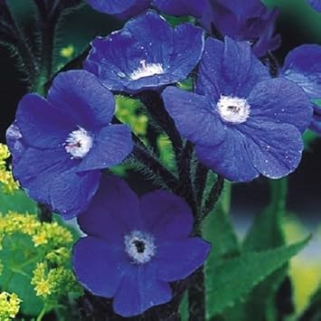 Blue Anchusa Flower seeds for Planting Perfect for Borders Heirloom & GMO Free Seeds for Home Garden
 
 Sale seeds for home garden planting