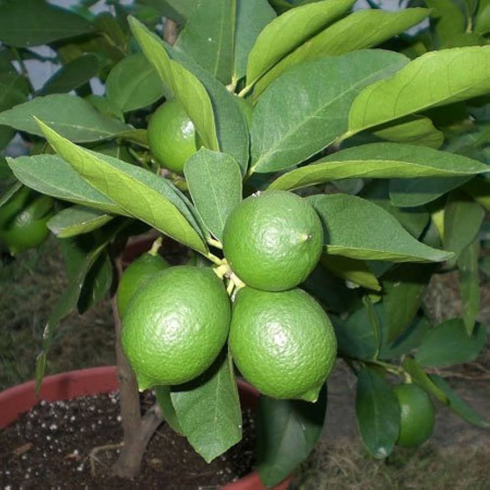 Lime Tree Seeds Citrus aurantiifolia for planting in vegetable patch