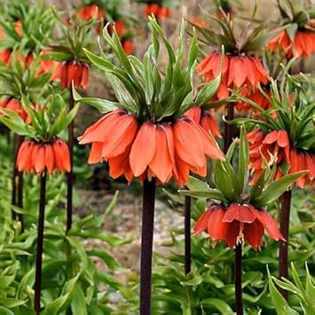 Fritillaria Imperialis Flower Seeds For Easy Planting